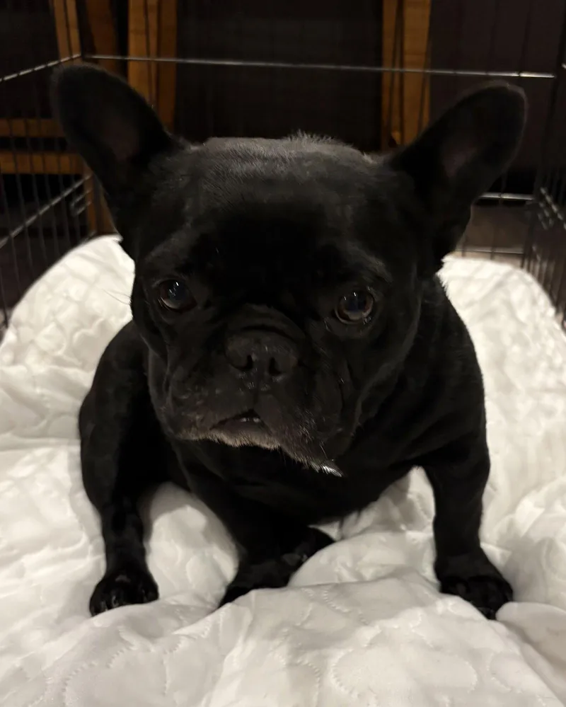 Onyx