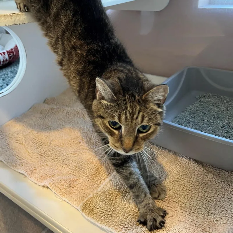 An adult medium-sized male Brown / Chocolate Domestic Short Hair cat named Champ for adoption in New York, NY