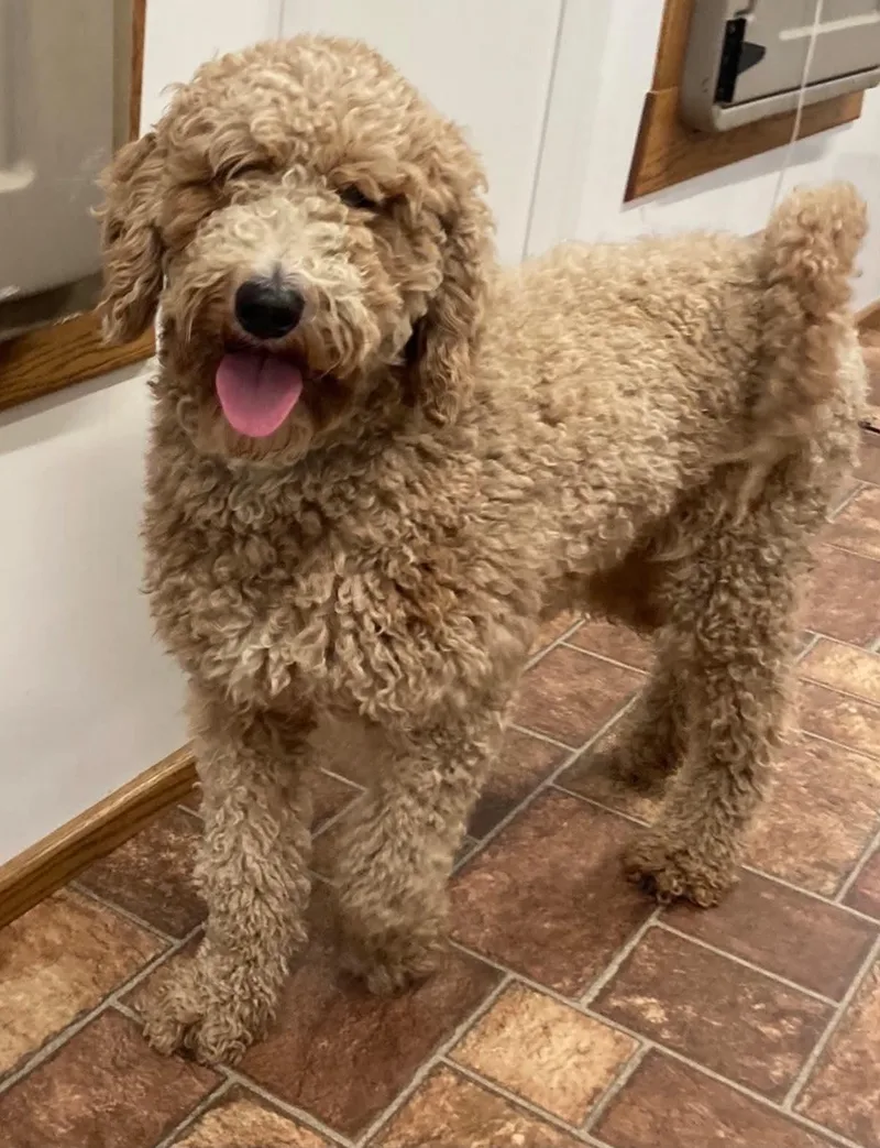 An adult medium-sized female Yellow / Tan / Blond / Fawn Poodle dog named Arrow for adoption in Brunswick, ME