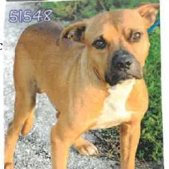 An adult medium-sized male Mixed Breed dog named Hank for adoption in West Palm Beach, FL