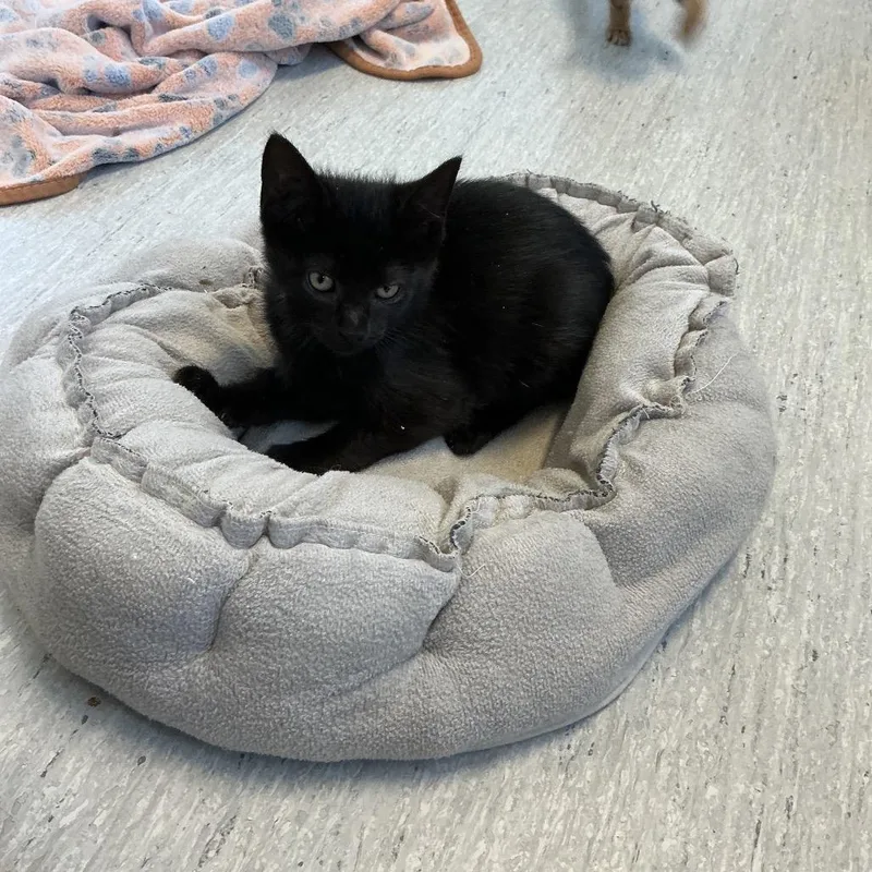 A baby small-sized male Black Domestic Short Hair cat named Willy for adoption in Elizabeth City, NC