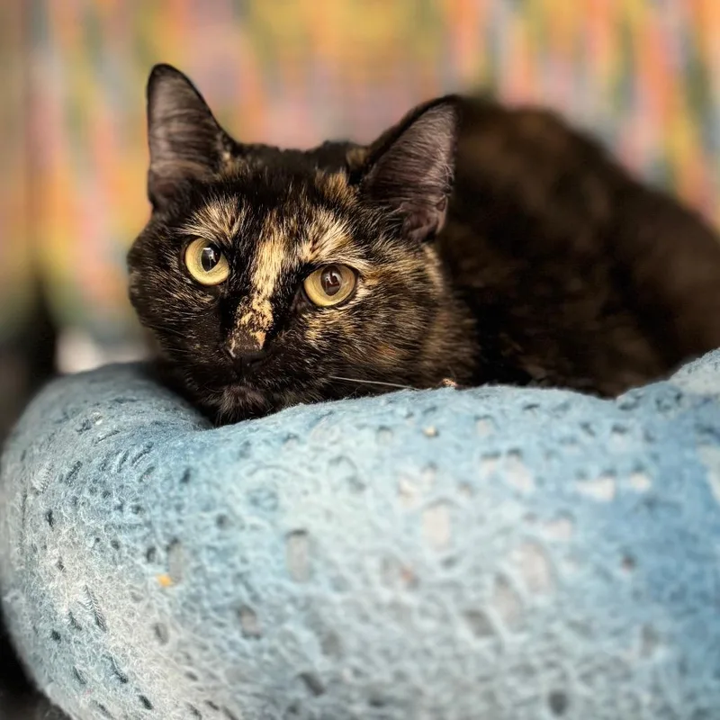 An adult medium-sized female Domestic Short Hair cat named Snickers for adoption in Nashville, IN