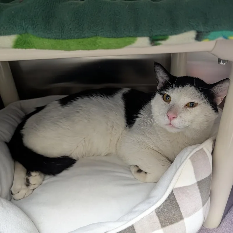 A young large-sized male White Domestic Short Hair cat named Skiff for adoption in Detroit Lakes, MN