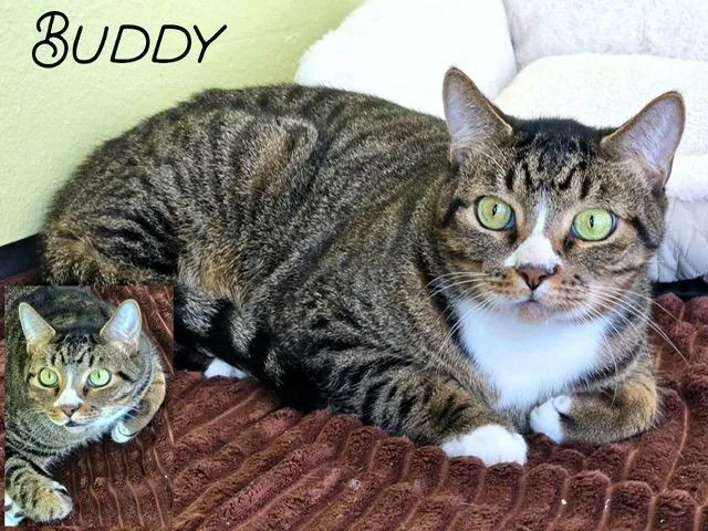 A young large-sized male Domestic Short Hair cat named Buddy for adoption in Blountville, TN