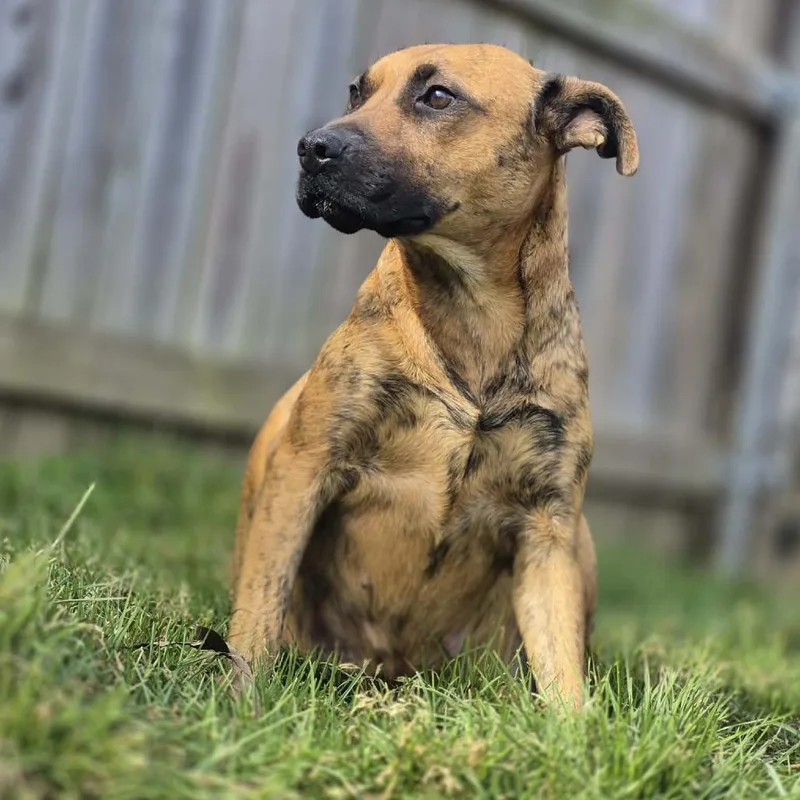 An adult medium-sized female Brindle Black Mouth Cur dog named Sybil for adoption in Dover, AR