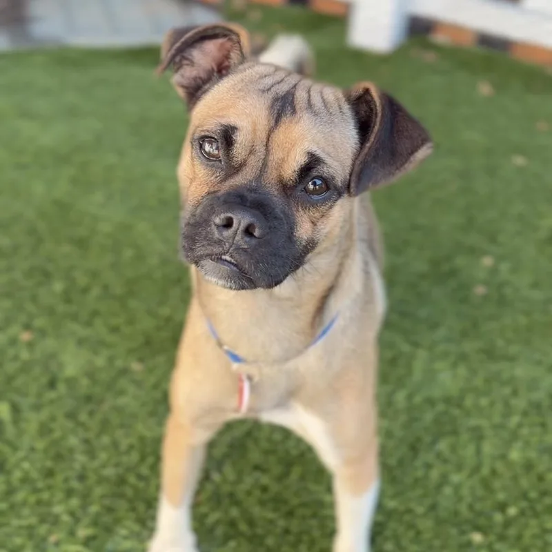 An adult small-sized male Yellow / Tan / Blond / Fawn Pug dog named Curly A for adoption in Mission Hills, CA