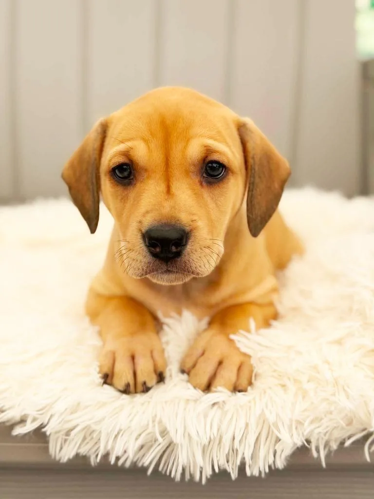 A baby medium-sized female Mixed Breed dog named Lake Litter  Crystal for adoption in Savage, MN