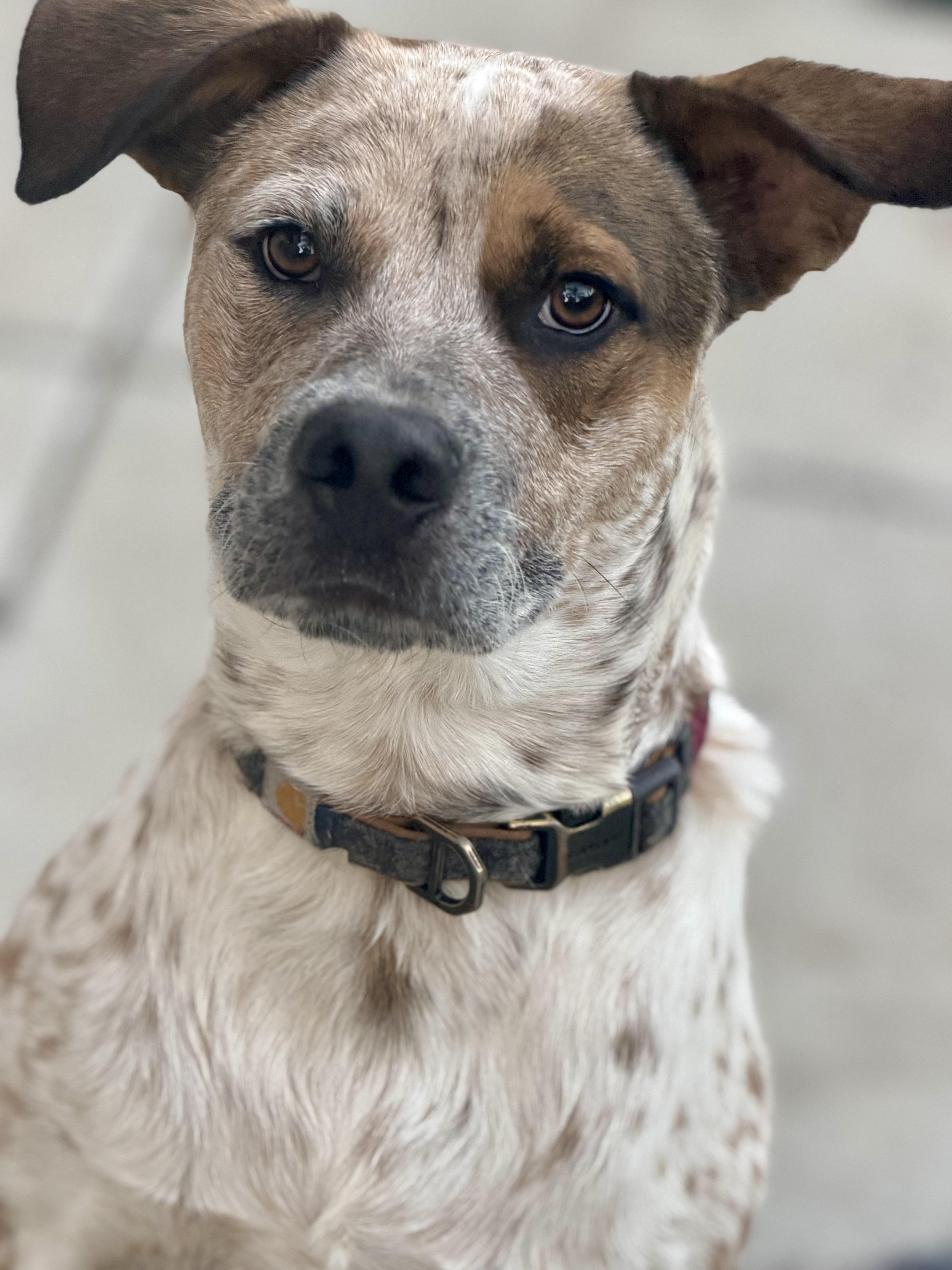 An adult small-sized male Australian Cattle Dog / Blue Heeler dog named Hazelnut for adoption in San Diego, CA
