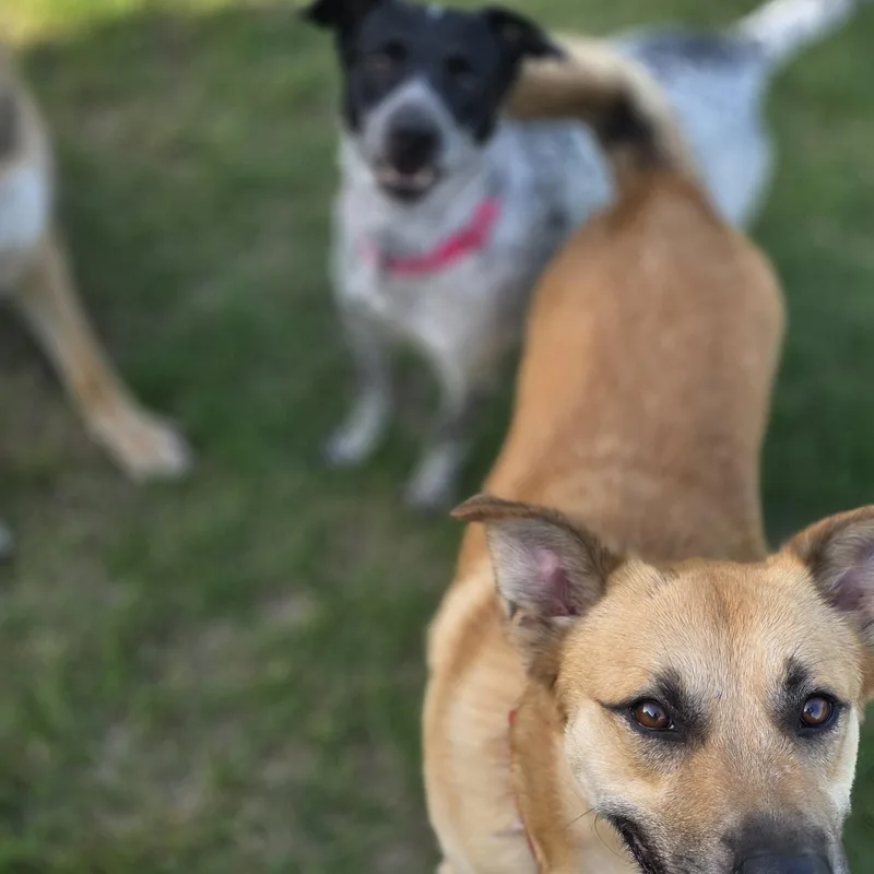 An adult large-sized male Black Mouth Cur dog named Charlie for adoption in Point, TX
