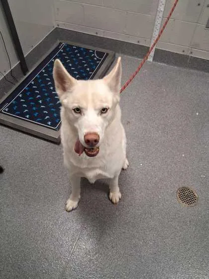 An adult large-sized male Mixed Breed dog named Kota for adoption in Sevierville, TN