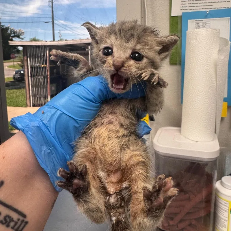 A baby small-sized male Gray / Blue / Silver Domestic Short Hair cat named Arthur for adoption in Columbiana, AL
