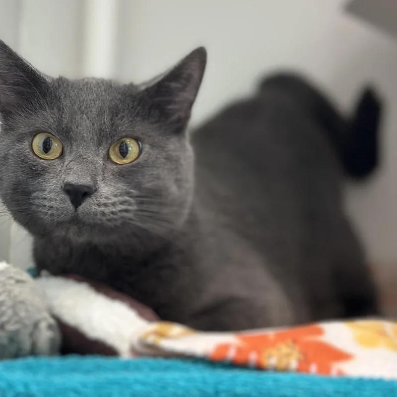 An adult large-sized male Gray / Blue / Silver Domestic Short Hair cat named Chrome for adoption in Matteson, IL