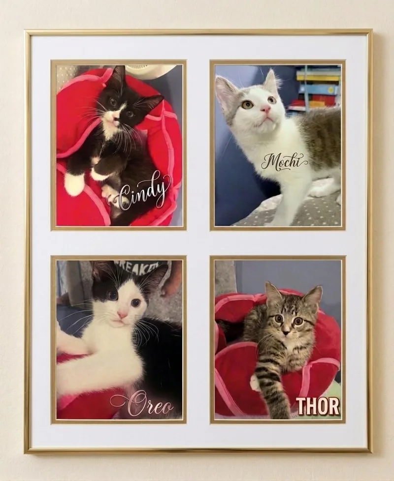 A baby medium-sized female Black & White / Tuxedo Domestic Short Hair cat named Four Times the Cuteness for adoption in Laurel, MD