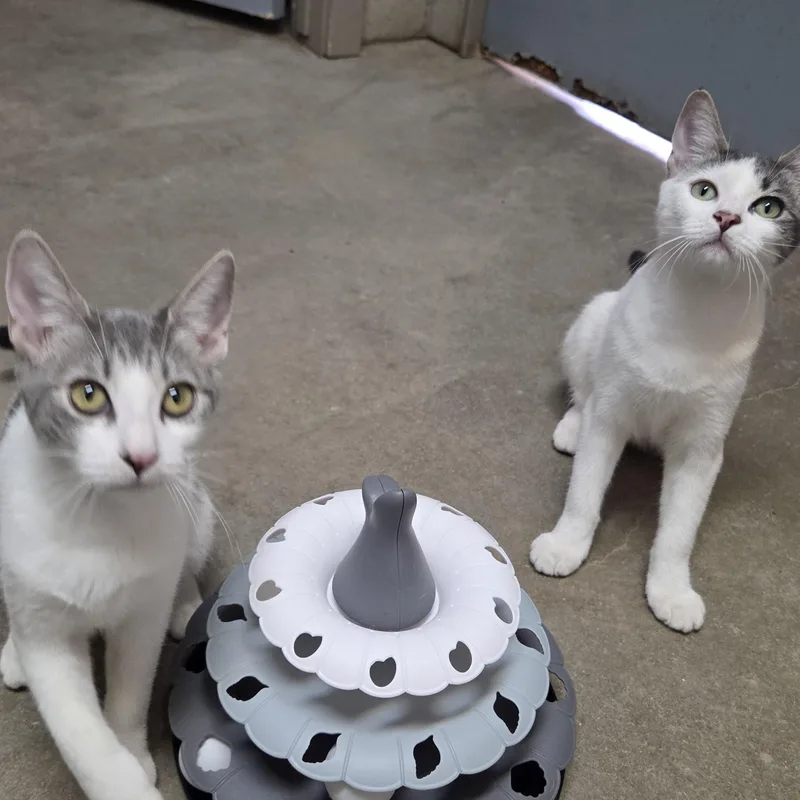 Laverne and Shirley thumbnail 2