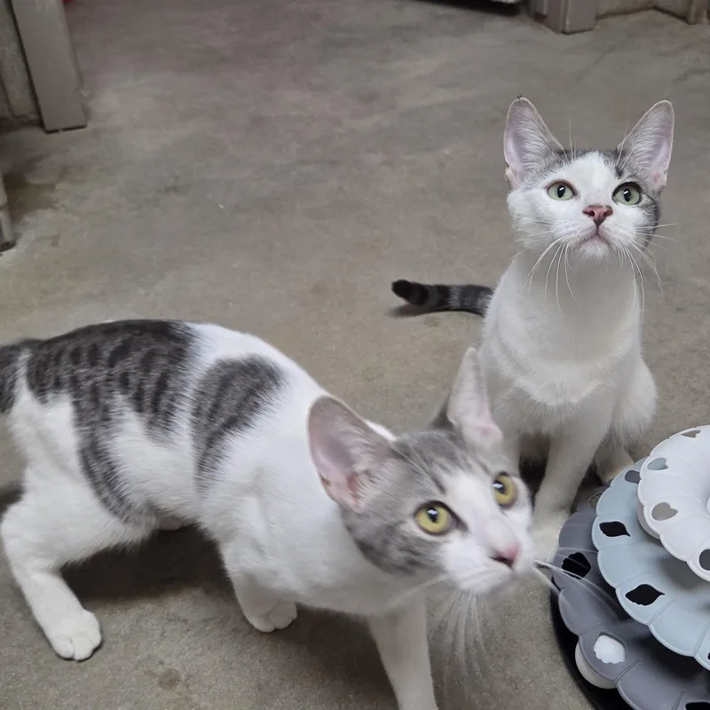 Laverne and Shirley thumbnail 4