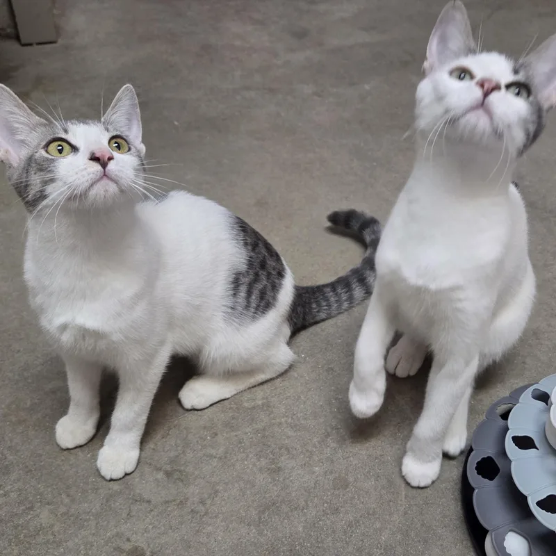 Laverne and Shirley thumbnail 5