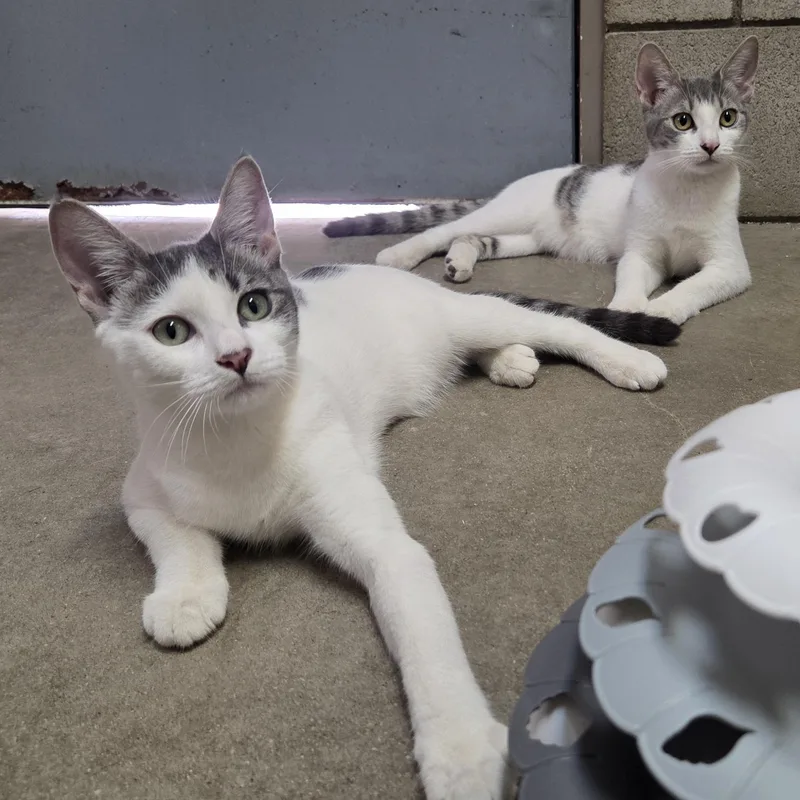 A young medium-sized female Black & White / Tuxedo Domestic Short Hair cat named Laverne and Shirley for adoption in Lancaster, CA