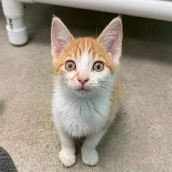 A baby small-sized female Domestic Short Hair cat named Apple Orchard for adoption in Archbold , OH
