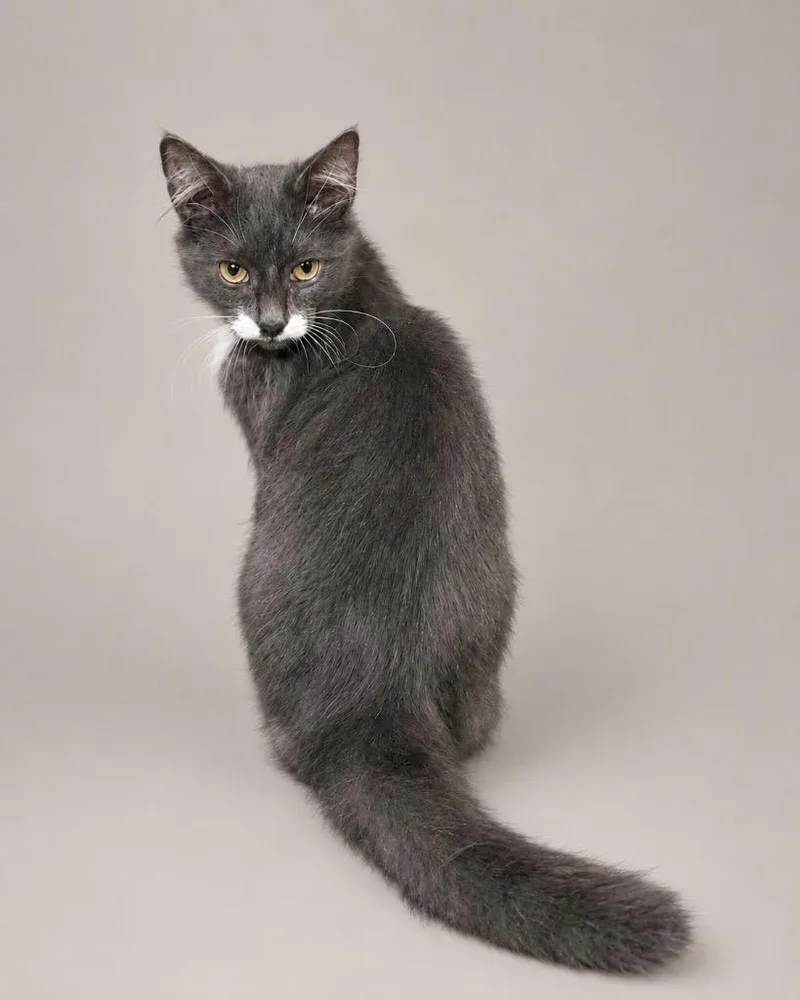 A baby small-sized male Domestic Long Hair cat named Blue Devil for adoption in Tifton, GA