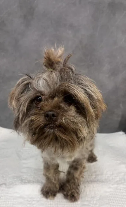 An adult small-sized male Shih Tzu dog named Nutmeg for adoption in Portland, ME
