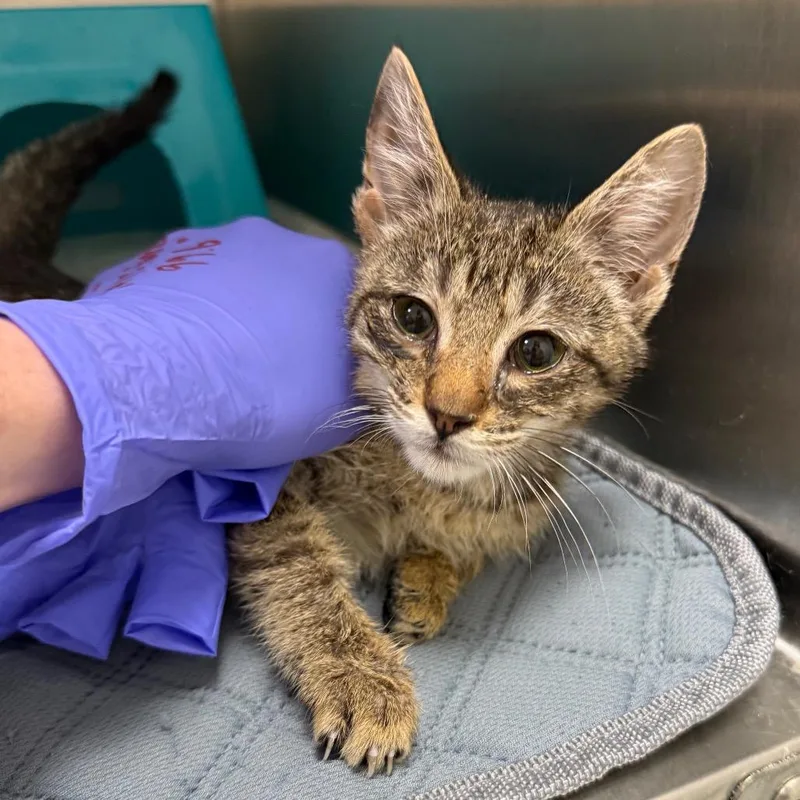 A baby small-sized male Buff / Tan / Fawn Domestic Short Hair cat named Babee for adoption in Spring Hill, KS