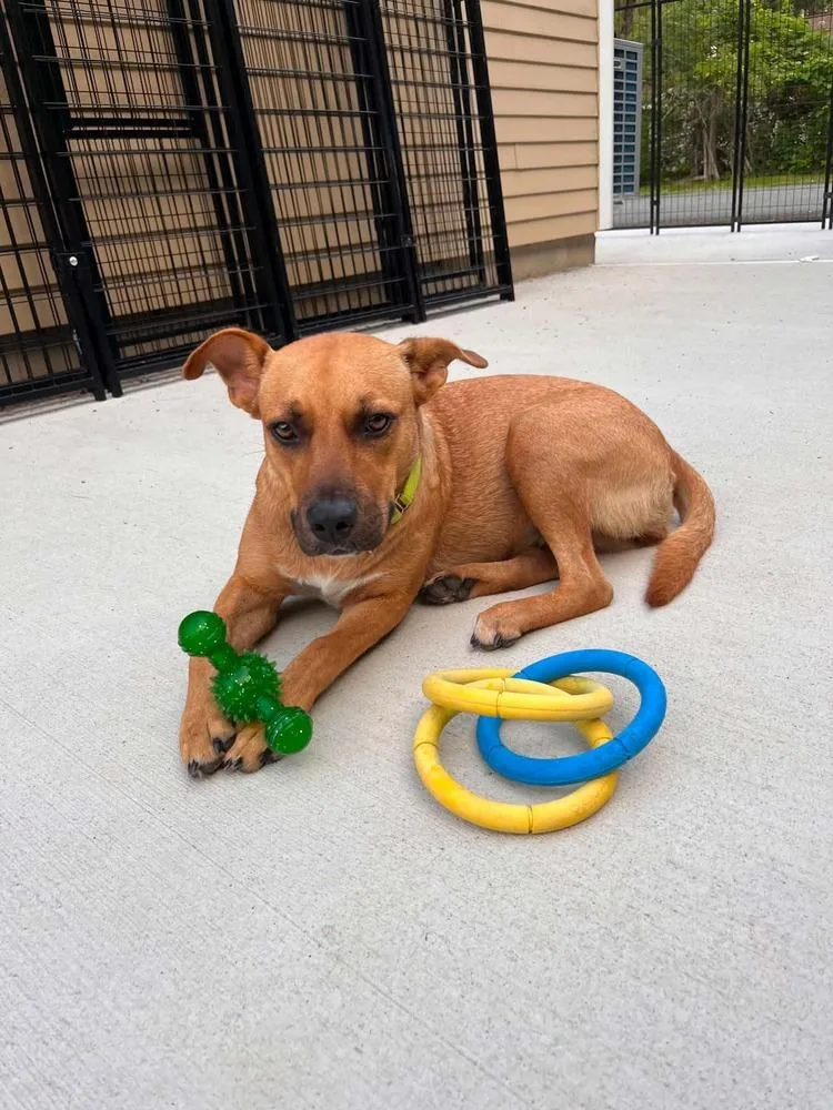 An adult medium-sized female White / Cream Mixed Breed dog named Willow for adoption in Leverett, MA
