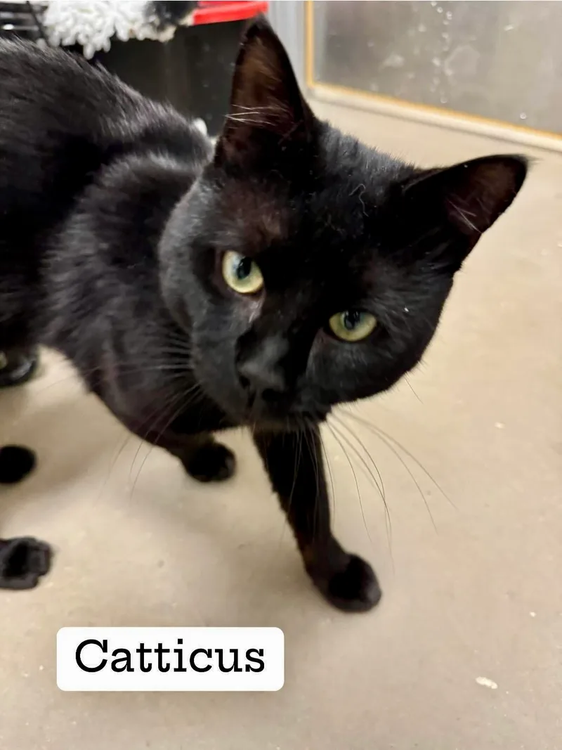 Catticus Finch thumbnail 2