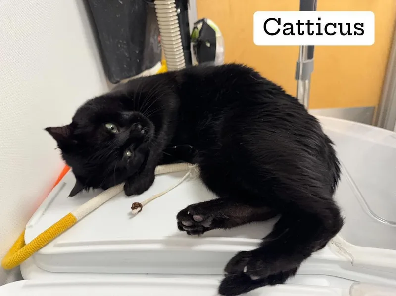Catticus Finch thumbnail 3