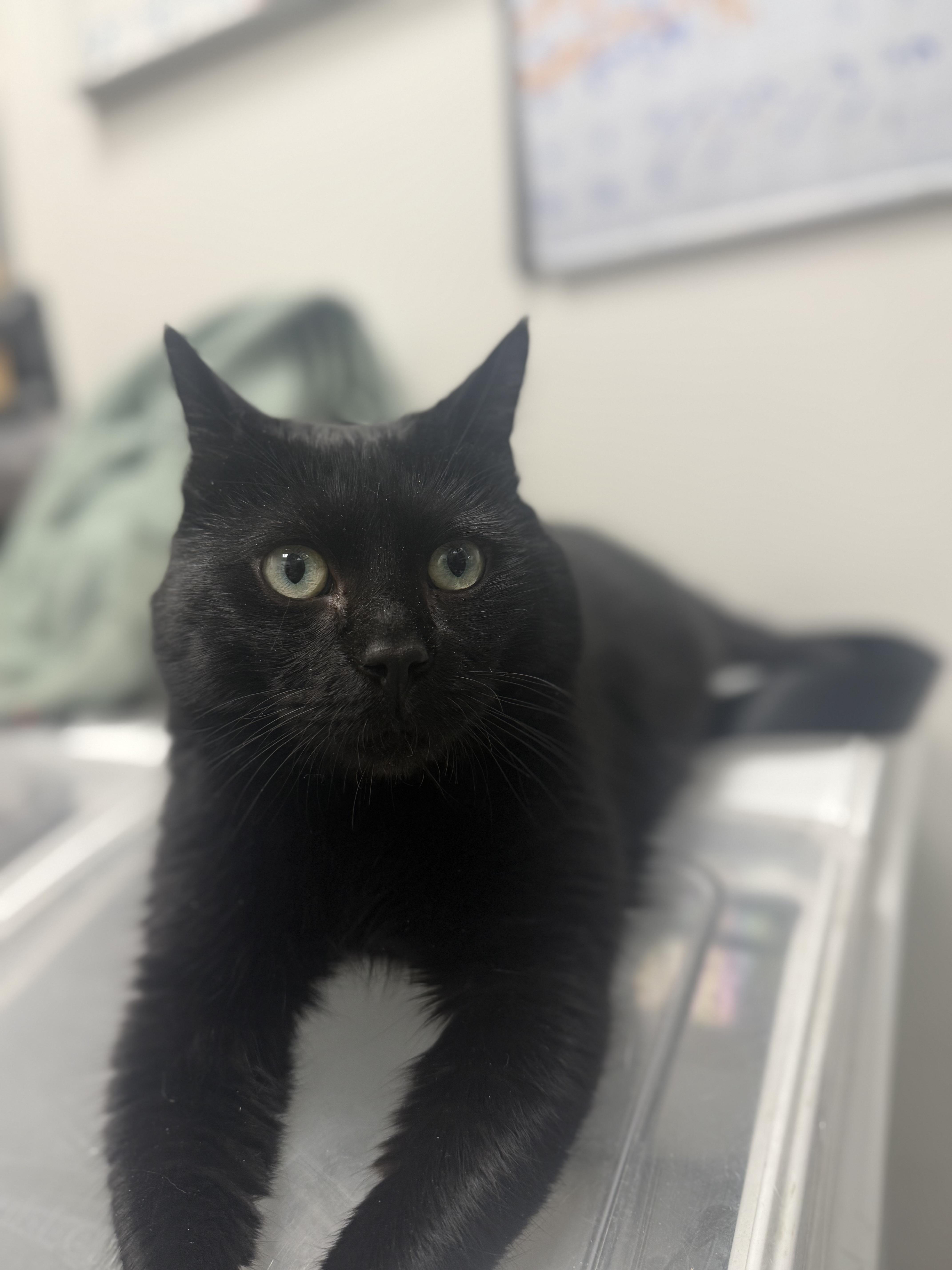 Catticus Finch thumbnail 4