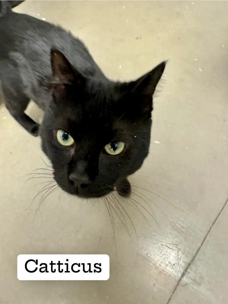 Catticus Finch thumbnail 5