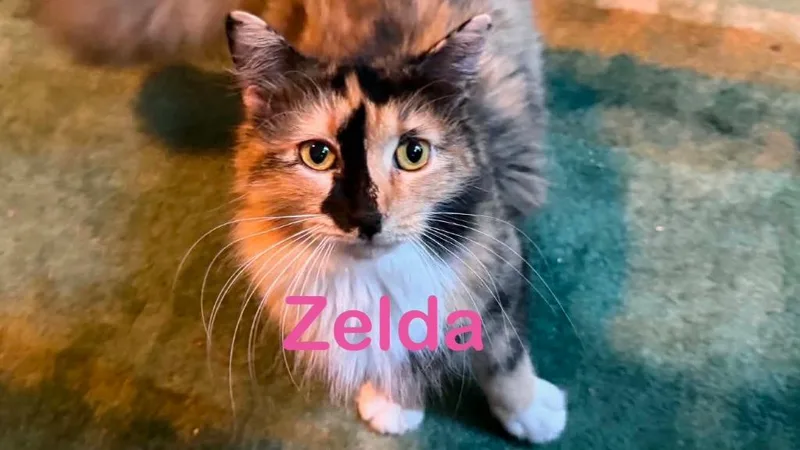 A young medium-sized female Calico cat named Zelda Mom for adoption in New Bern, NC