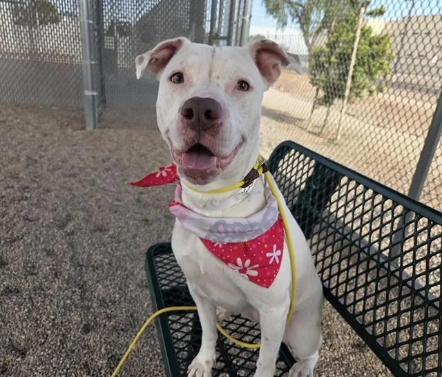 An adult large-sized female Pit Bull Terrier dog named Clarabell for adoption in Mesa, AZ