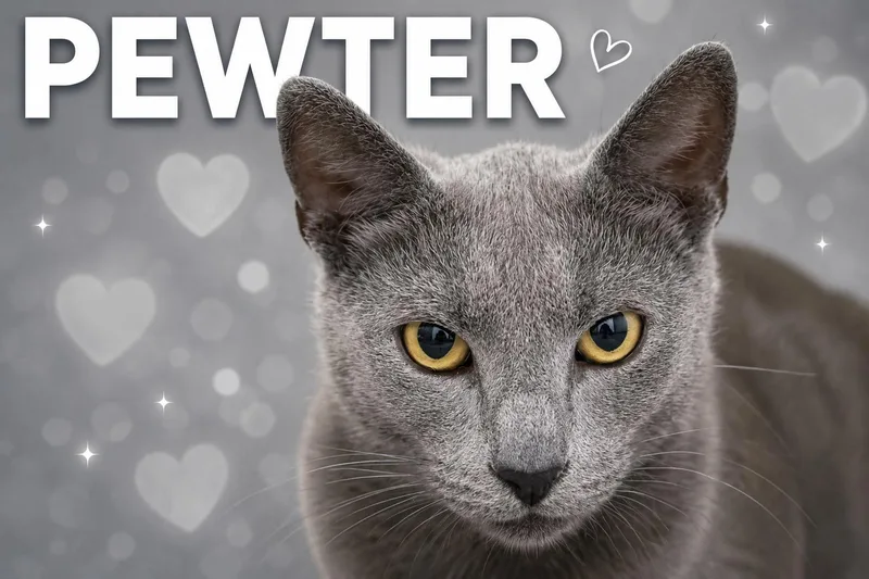 An adult medium-sized female Gray / Blue / Silver Domestic Short Hair cat named Pewter for adoption in Greenville, DE