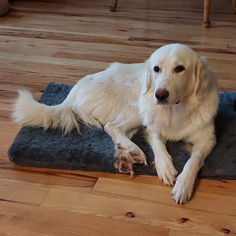 An adult large-sized female Great Pyrenees dog named Gracie for adoption in Nampa, ID