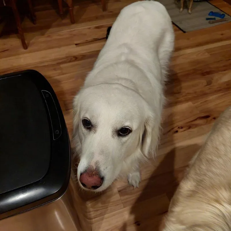 Gracie thumbnail 2