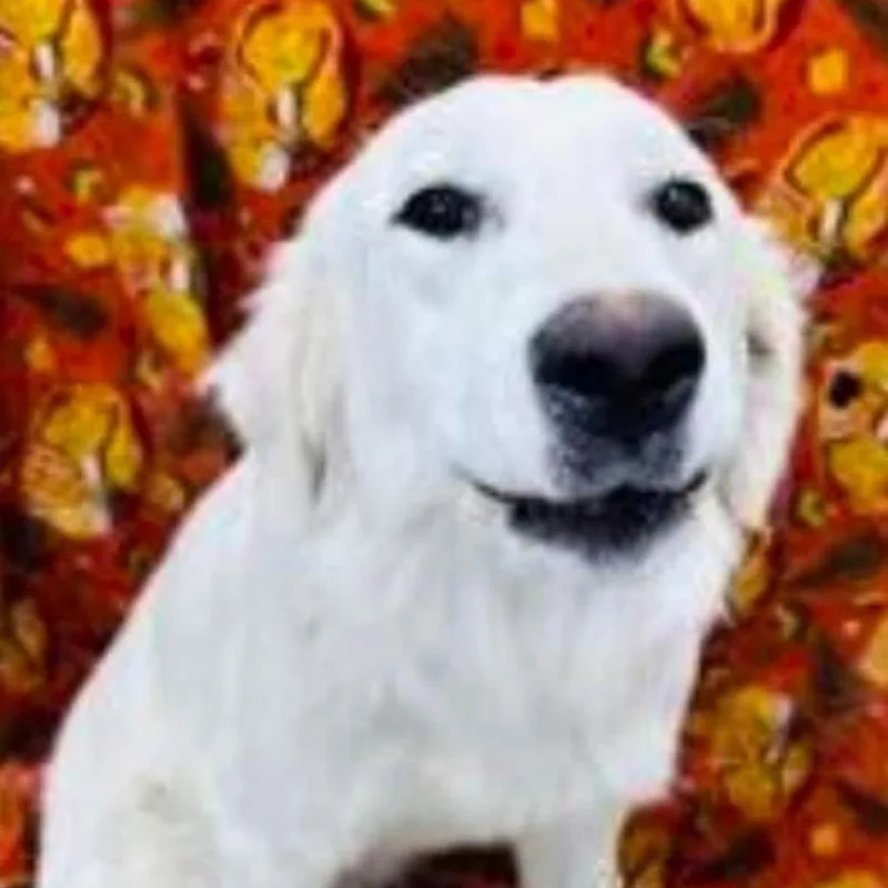 Gracie thumbnail 3