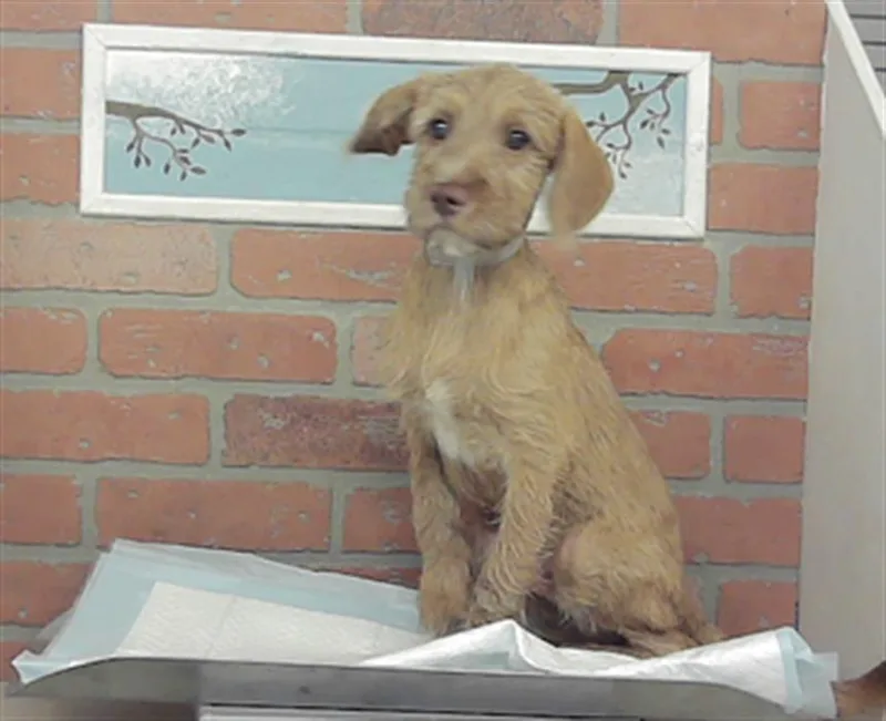 A baby small-sized male Toy Fox Terrier dog named Sawyer for adoption in Houston, TX