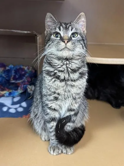 A baby medium-sized male Domestic Short Hair cat named Felix $ for adoption in Seneca, SC