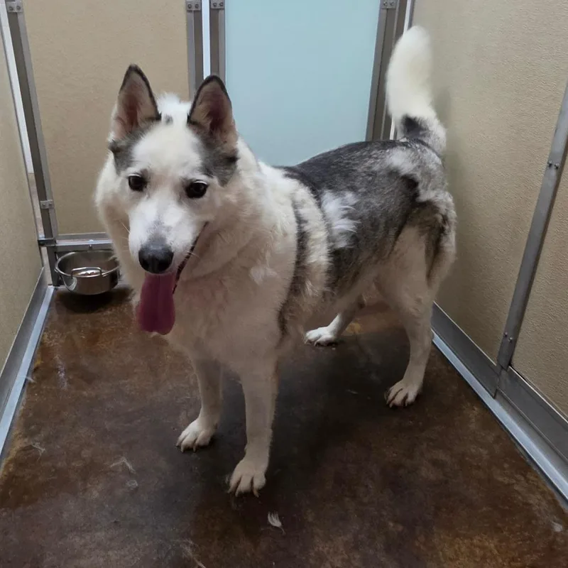 A senior large-sized male White / Cream Husky dog named Kodak for adoption in Albuquerque, NM