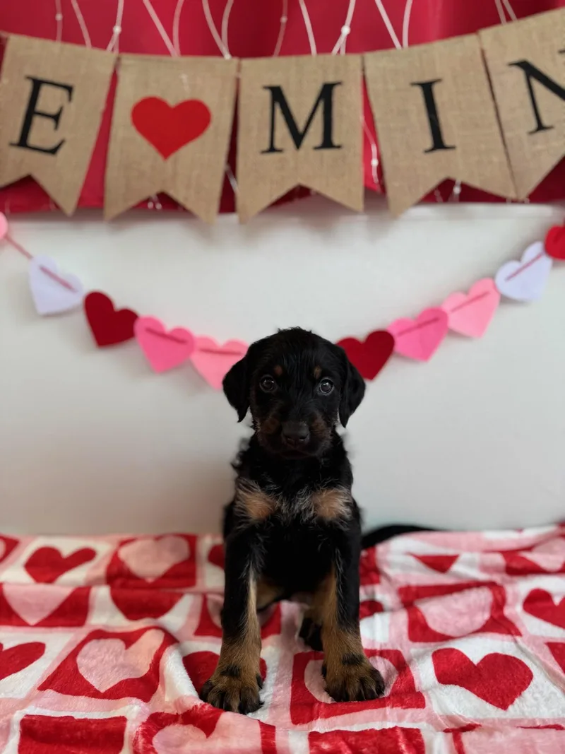 A baby large-sized female Doberman Pinscher dog named Aranea for adoption in Suffield, CT