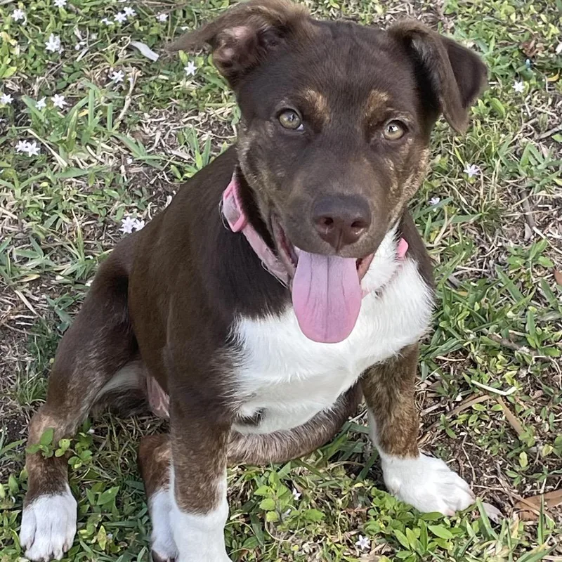 A baby medium-sized female Brown / Chocolate Mixed Breed dog named Slinky for adoption in Port Charlotte, FL