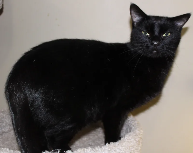 An adult medium-sized female Black Domestic Short Hair cat named Pippin for adoption in Huron, SD