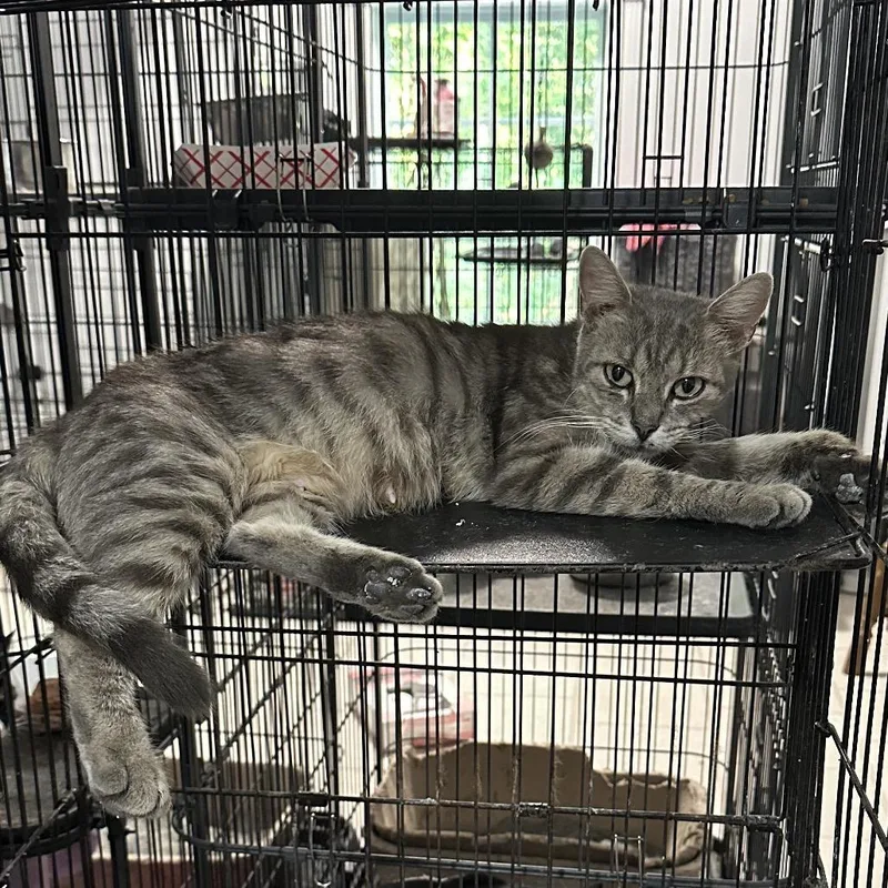 An adult small-sized female Gray / Blue / Silver Domestic Short Hair cat named Athena for adoption in Nokesville, VA