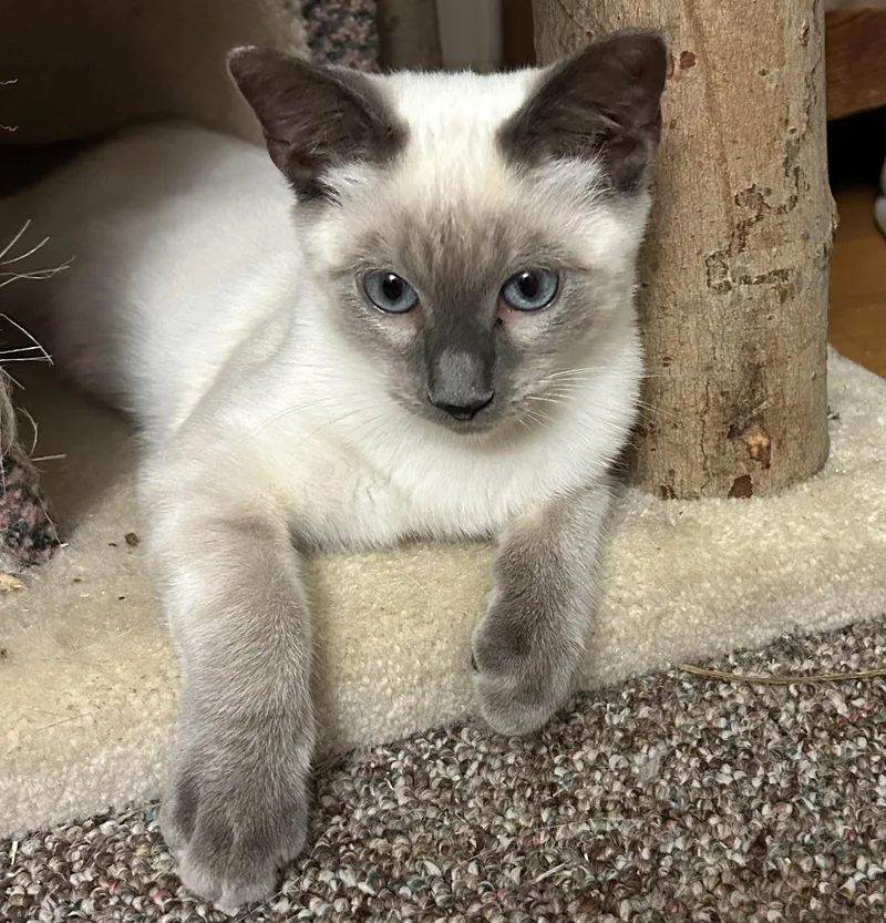 A baby medium-sized male Blue Point Siamese cat named Sandy for adoption in Smyrna, DE