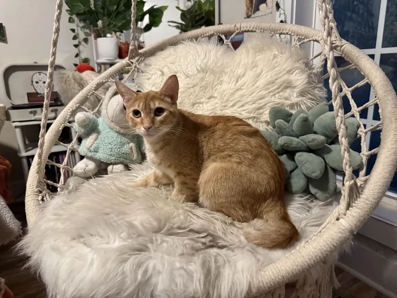 An adult medium-sized female Tabby (Orange / Red) Domestic Short Hair cat named Whitney for adoption in Murfreesboro, TN