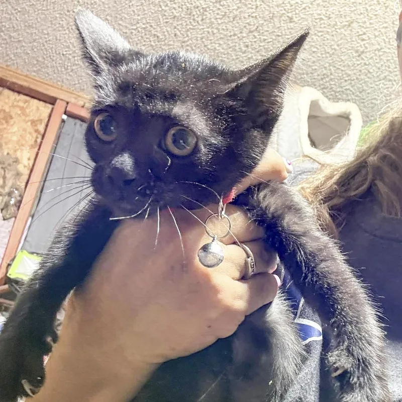 A baby medium-sized female Domestic Short Hair cat named Raven for adoption in Caldwell, TX