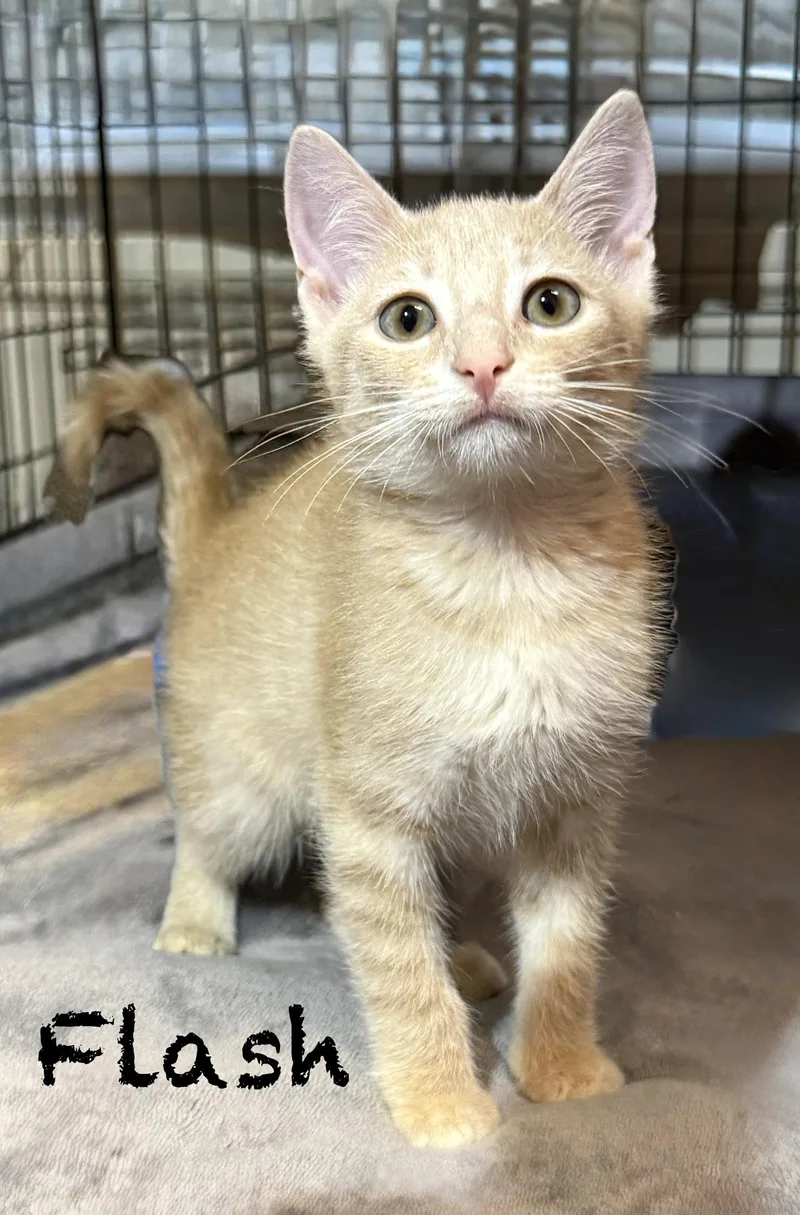 A baby medium-sized male Orange & White Domestic Short Hair cat named Flash for adoption in Pawleys Island, SC