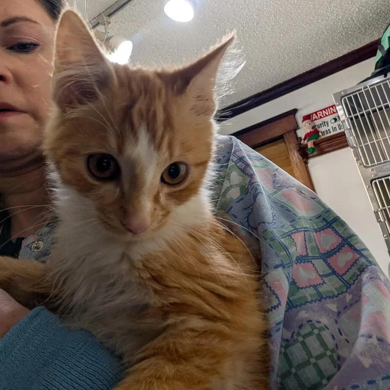 A baby small-sized male Domestic Long Hair cat named Bill for adoption in Reisterstown, MD