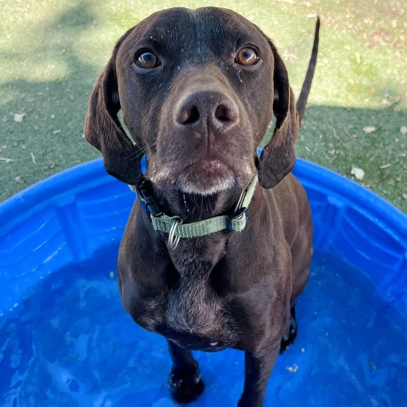 An adult large-sized male Brown / Chocolate German Shorthaired Pointer dog named Milo for adoption in Ojai, CA