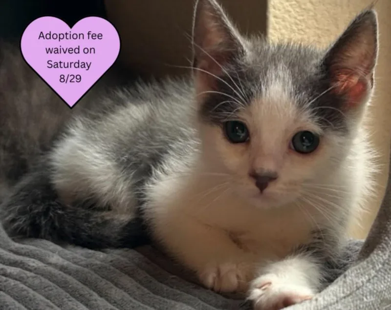 A baby small-sized male Domestic Short Hair cat named Poutine for adoption in Santa Cruz, CA